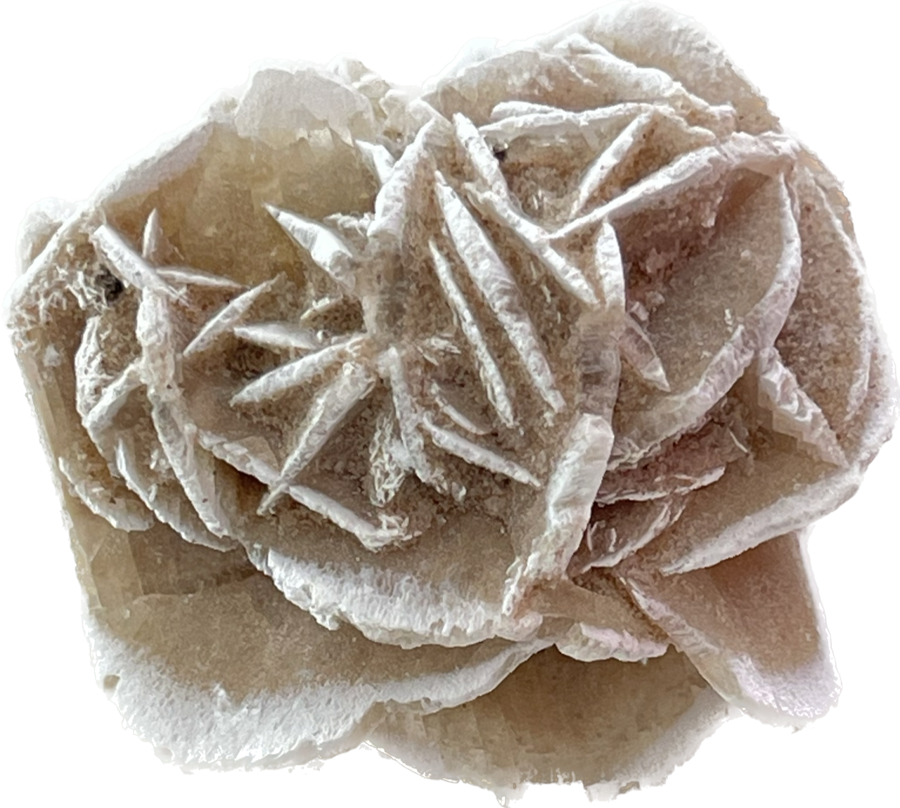 Clear 2x2 Sticker Desert Rose